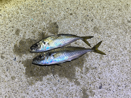 爆風島アジング