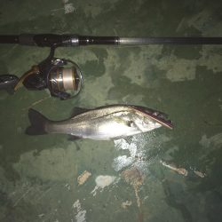 バチ抜けシーバス、練習