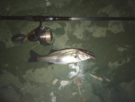 バチ抜けシーバス、練習