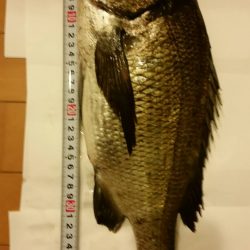 テトラ釣りに挑戦！