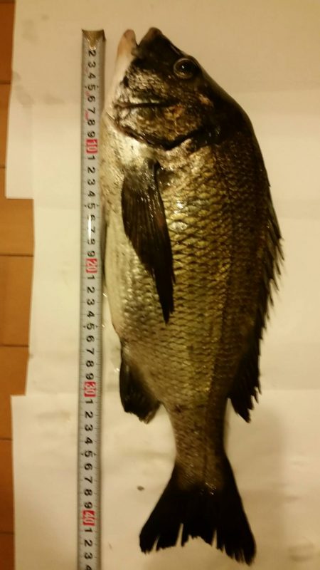 テトラ釣りに挑戦！