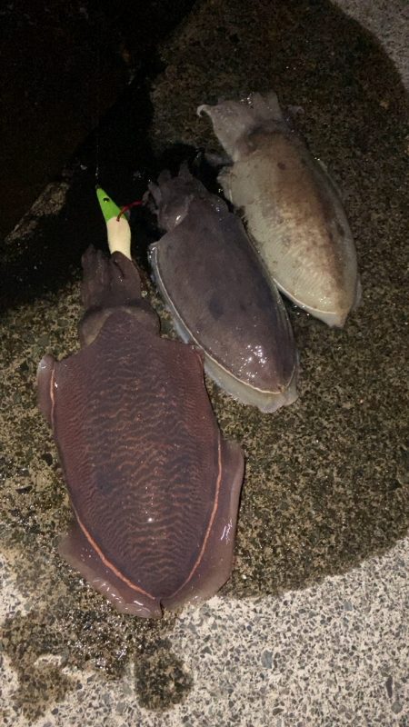 水温チェックに