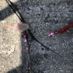 わかめもうみけむしの猛攻