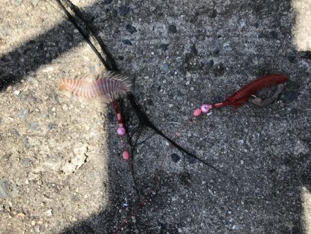 わかめもうみけむしの猛攻