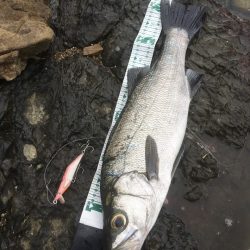 A.P.Pフィッシングガイドサービス　シャローミノーでRIDEON！