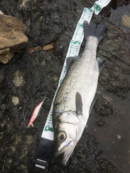 A.P.Pフィッシングガイドサービス　シャ…