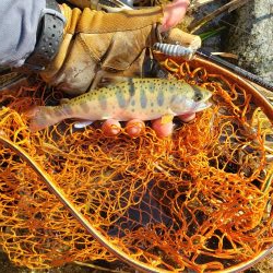 サクラ人多くて投げれず渓流へ