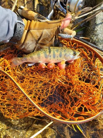 サクラ人多くて投げれず渓流へ