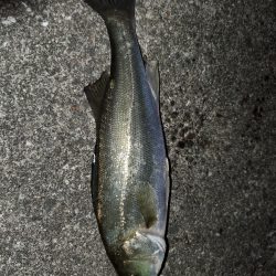 ベイトの正体は？