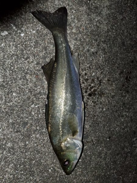 ベイトの正体は？