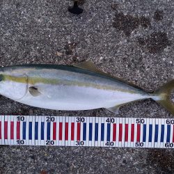 神戸エリアでショアジギング青物！