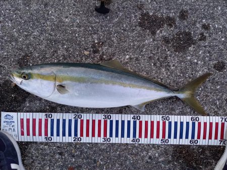 神戸エリアでショアジギング青物！