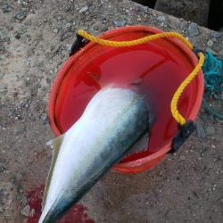 ハマチ釣れました~