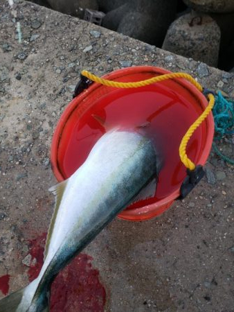 ハマチ釣れました~