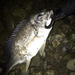 紀の川のチニング