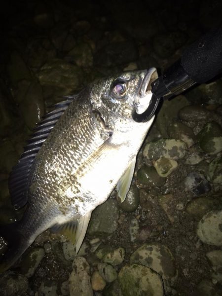 紀の川のチニング