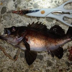 釣りデビュー　１２０日　ちょっとシーズンが近くなってきたかも