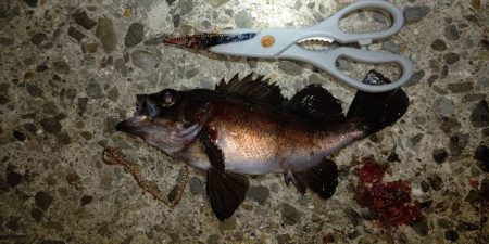 釣りデビュー　１２０日　ちょっとシーズンが近くなってきたかも