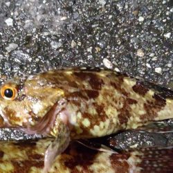 ちょっと渋かっったです