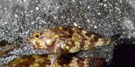 ちょっと渋かっったです