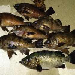 ハイシーズンの尺メバル