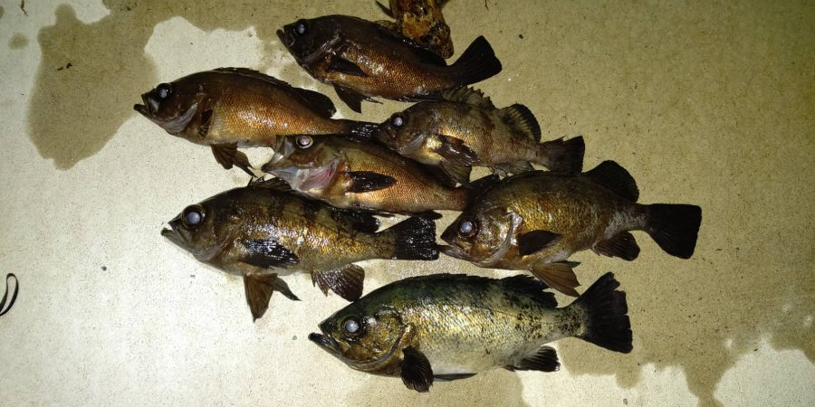 ハイシーズンの尺メバル