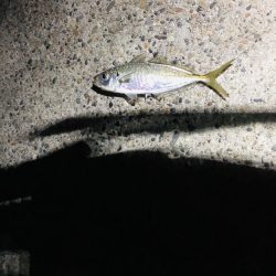 アジング　自己記録更新