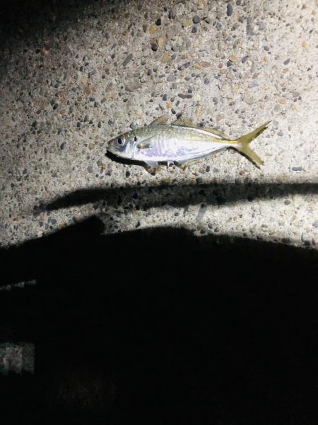 アジング　自己記録更新