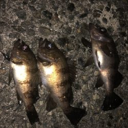 強風小雨中潮短時間メバリング