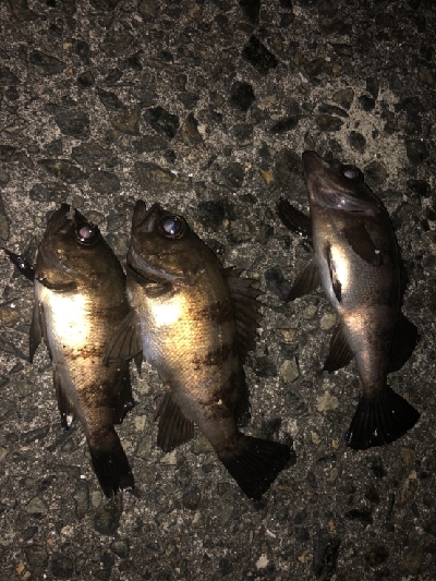 強風小雨中潮短時間メバリング