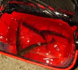 ゲストのみ現る