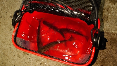 ゲストのみ現る