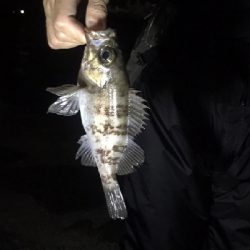 メバルシーズン真っ只中