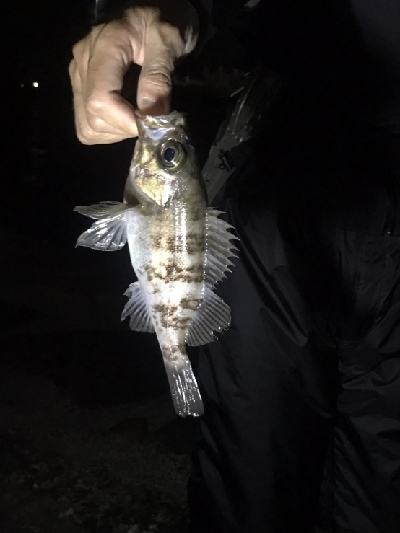 メバルシーズン真っ只中