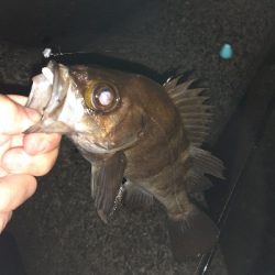 メバル好調です!