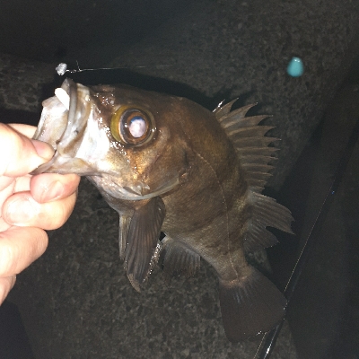 メバル好調です!