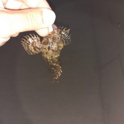 メバリングのはずが！