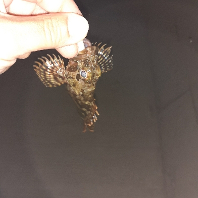 メバリングのはずが！