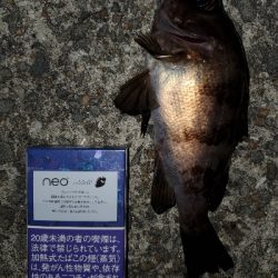 中潮微風〜強風メバリング