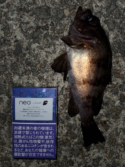 中潮微風〜強風メバリング