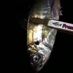 潮がたるいけどアジングは成立するのか