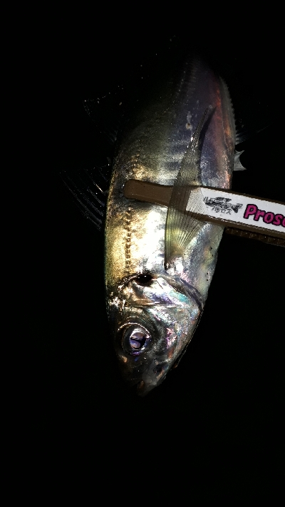 潮がたるいけどアジングは成立するのか