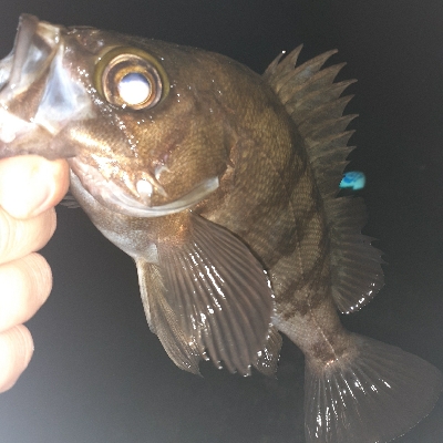 少し風ありますが行きます。