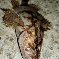 強風激寒メバリング