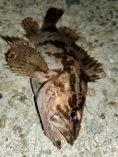 強風激寒メバリング