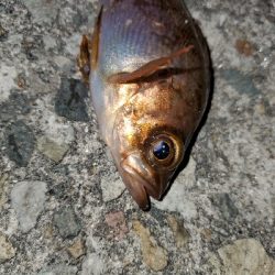 大潮強風ちょい寒メバリング