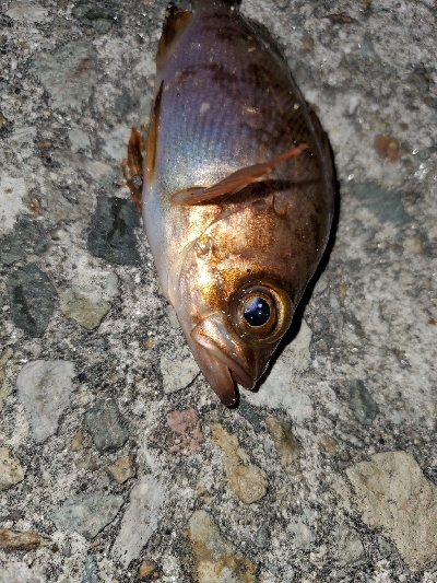 大潮強風ちょい寒メバリング