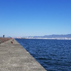 ガシラのみ　シーバスでず