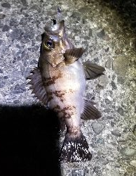 メバルが釣れたよ