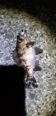 メバルが釣れたよ